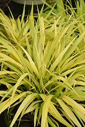 All Gold Hakone Grass (Hakonechloa macra 'All Gold') at Peter Knippel Garden Centre
