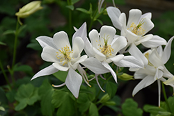 Earlybird White Columbine (Aquilegia 'PAS1258490') at Lakeshore Garden Centres
