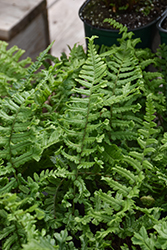 The King Male Fern (Dryopteris affinis 'The King') at Lakeshore Garden Centres