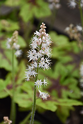 Elizabeth Oliver Foamflower (Tiarella 'Elizabeth Oliver') at Lakeshore Garden Centres