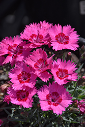 Paint The Town Fancy Pinks (Dianthus 'Paint The Town Fancy') at Lakeshore Garden Centres