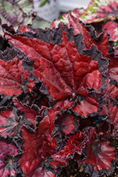 Shadow King Black Cherry Begonia (Begonia 'Shadow King Black Cherry') at Lakeshore Garden Centres