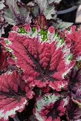Shadow King Strawberry Sherbet Begonia (Begonia 'Shadow King Strawberry Sherbet') at Lakeshore Garden Centres