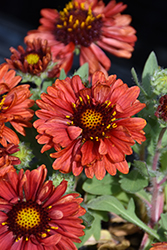 Barbican Red Blanket Flower (Gaillardia aristata 'Barbican Red') at Lakeshore Garden Centres
