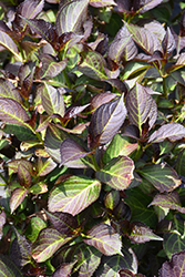 Seaside Serenade Fire Island Hydrangea (Hydrangea macrophylla 'HORTFIRE') at Lakeshore Garden Centres