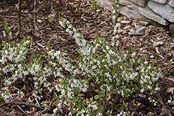 Jade Parade Sandcherry (Prunus pumila 'UCONNPP002') at Lakeshore Garden Centres