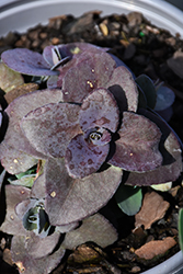 Mojave Jewels Sapphire Stonecrop (Sedum 'Sapphire') at Lakeshore Garden Centres