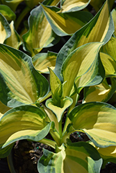Happy Dayz Hosta (Hosta 'Happy Dayz') at Peter Knippel Garden Centre