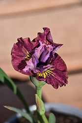 Miss Apple Siberian Iris (Iris sibirica 'Miss Apple') at Golden Acre Home & Garden
