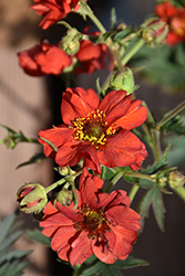 Red Dragon Avens (Geum 'Red Dragon') at Lakeshore Garden Centres