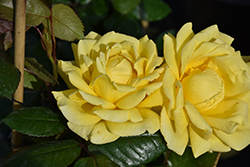 Radiant Perfume Rose (Rosa 'Radiant Perfume') at Lakeshore Garden Centres