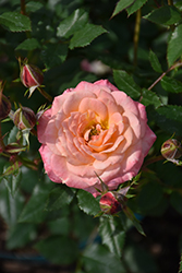 Cutie Pie Rose (Rosa 'WEKruruwel') at Lakeshore Garden Centres