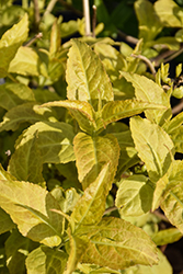 Firefly Diervilla (Diervilla 'Bokofire') at Green Thumb Garden Centre