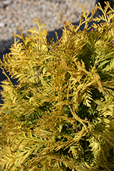 Lemon Burst Arborvitae (Thuja occidentalis 'RUTTHU3') at Peter Knippel Garden Centre
