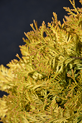 Lemon Burst Arborvitae (Thuja occidentalis 'RUTTHU3') at Peter Knippel Garden Centre