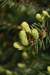 Candlelight Alberta Spruce (Picea glauca 'Candlelight') at Lakeshore Garden Centres