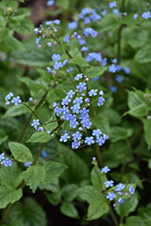 Alexander's Great Bugloss (Brunnera macrophylla 'Alexander's Great') at Peter Knippel Garden Centre