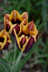 Gavota Tulip (Tulipa 'Gavota') at Lakeshore Garden Centres