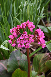 Winter Glow Bergenia (Bergenia 'Winterglut') at Peter Knippel Garden Centre