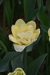 Creme Upstar Tulip (Tulipa 'Creme Upstar') at Lakeshore Garden Centres