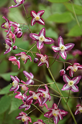 Bishop's Hat (Epimedium x rubrum) at Green Thumb Garden Centre