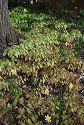 Bishop's Hat (Epimedium x rubrum) at Green Thumb Garden Centre