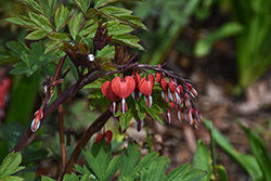 Valentine Bleeding Heart (Dicentra spectabilis 'Hordival') at Peter Knippel Garden Centre