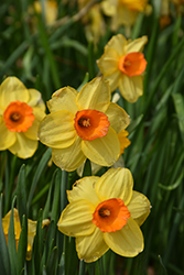 Fortissimo Daffodil (Narcissus 'Fortissimo') at Lakeshore Garden Centres