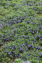 Bowles Periwinkle (Vinca minor 'Bowles') at Peter Knippel Garden Centre