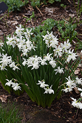 Thalia Daffodil (Narcissus 'Thalia') at Lakeshore Garden Centres