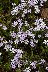 Sand Phlox (Phlox bifida) at Lakeshore Garden Centres