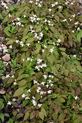 White Bishop's Hat (Epimedium x youngianum 'Niveum') at Lakeshore Garden Centres