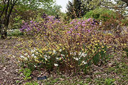 Neon Burst Dogwood (Cornus alba 'ByBoughen') at Peter Knippel Garden Centre