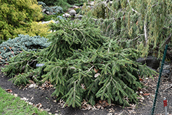 Formanek Norway Spruce (Picea abies 'Formanek') at Lakeshore Garden Centres