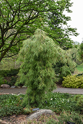 Angel Falls Weeping White Pine (Pinus strobus 'Angel Falls') at Peter Knippel Garden Centre