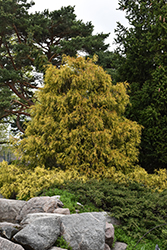 King's Gold Falsecypress (Chamaecyparis pisifera 'King's Gold') at Lakeshore Garden Centres