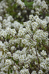Saskatoon (Amelanchier alnifolia) at Peter Knippel Garden Centre