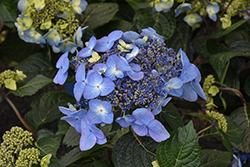 Endless Summer Pop Star Hydrangea (Hydrangea macrophylla 'BAILMACSIX') at A Very Successful Garden Center