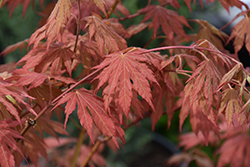 North Wind Japanese Maple (Acer 'IsINW') at Lakeshore Garden Centres