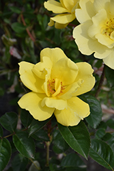 Grace N' Grit Yellow Rose (Rosa 'Radmonyel') at A Very Successful Garden Center