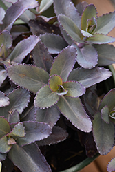 Evolution Chocolate Fountain Stonecrop (Sedum 'TNSEDECF') at Lakeshore Garden Centres