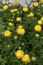Lemon Queen Globeflower (Trollius x cultorum 'Lemon Queen') at Peter Knippel Garden Centre