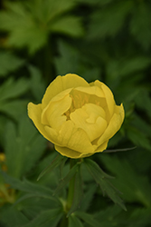 Lemon Queen Globeflower (Trollius x cultorum 'Lemon Queen') at Peter Knippel Garden Centre