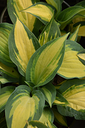Orange Marmalade Ball Hosta (Hosta 'Orange Marmalade') at Lakeshore Garden Centres