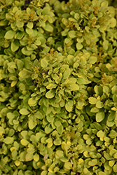 Golden Nugget Japanese Barberry (Berberis thunbergii 'Golden Nugget') at Peter Knippel Garden Centre