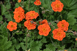 Werner Arends Avens (Geum 'Werner Arends') at Lakeshore Garden Centres