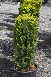 Nova Japanese Yew (Taxus cuspidata 'Nova') at Lakeshore Garden Centres
