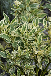 Creme de Mint Tatarian Dogwood (Cornus alba 'Crimzam') at Lakeshore Garden Centres