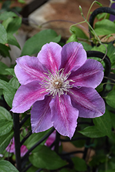 Kilian Donahue Clematis (Clematis 'Kilian Donahue') at Peter Knippel Garden Centre