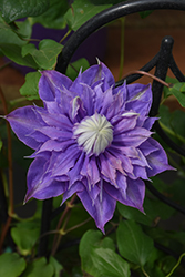 Diamantina Clematis (Clematis 'Diamantina') at Peter Knippel Garden Centre